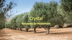  Presentation with olive trees - Amazing PPT layouts having olive trees garden long row backdrop and a tawny brown colored foreground