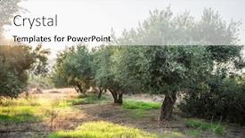  Presentation with olive trees - Theme having olive trees garden long row of trees on the sky background background and a white colored foreground
