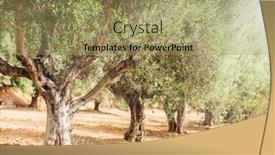  Presentation with olive trees - Beautiful PPT theme featuring olive trees garden long row of trees on the sky background backdrop and a yellow colored foreground