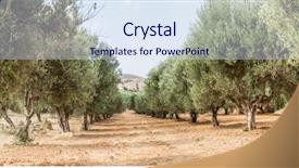  Presentation with olive tree - Beautiful PPT theme featuring olive trees garden long row backdrop and a sky blue colored foreground