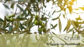  Presentation with olive trees garden mediterranean olive - Slide deck with olive-trees-garden-mediterranean-farm background and a yellow colored foreground