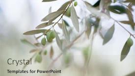  Presentation with fruit farm - Slides having olive-trees-garden-mediterranean-farm background and a light gray colored foreground