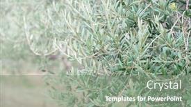  Presentation with olive trees garden mediterranean olive - Audience pleasing theme consisting of olive-trees-garden-mediterranean-farm backdrop and a gray colored foreground