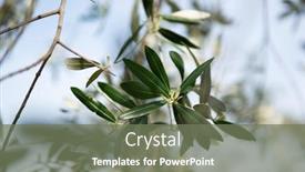  Presentation with olive trees garden mediterranean olive - Amazing presentation design having olive-trees-garden-mediterranean-farm backdrop and a violet colored foreground