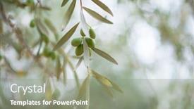  Presentation with olive trees garden mediterranean olive - Presentation design featuring olive trees garden mediterranean olive background and a gray colored foreground