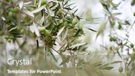  Presentation with olive trees garden mediterranean olive - Slide set enhanced with olive trees garden mediterranean olive background and a coral colored foreground