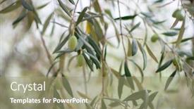  Presentation with olive trees garden mediterranean olive - Amazing presentation design having olive trees garden mediterranean olive backdrop and a coral colored foreground