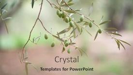  Presentation with olive trees garden mediterranean olive - Presentation theme consisting of olive trees garden mediterranean olive background and a coral colored foreground