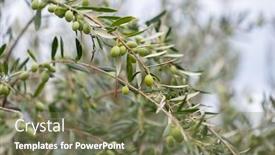  Presentation with olive trees garden mediterranean olive - Cool new PPT layouts with olive trees garden mediterranean olive backdrop and a violet colored foreground