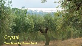  Presentation with olive trees - Colorful slide set enhanced with olive-trees-garden-mediterranean-olive backdrop and a tawny brown colored foreground
