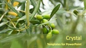  Presentation with olive trees garden mediterranean olive - Amazing presentation theme having olive trees garden mediterranean olive backdrop and a tawny brown colored foreground