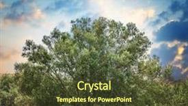  Presentation with olive tree - Slide set consisting of olive trees garden background and a tawny brown colored foreground