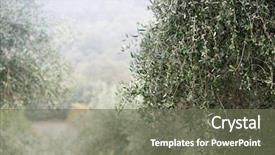  Presentation with tree farm - Colorful PPT theme enhanced with olive trees in fog morning backdrop and a gray colored foreground