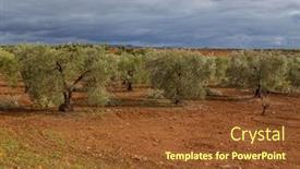  Presentation with olive trees - Slide deck with olive-trees-in-the-fields background and a tawny brown colored foreground
