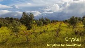  Presentation with olive trees - Presentation theme with olive-trees-in-the-fields background and a tawny brown colored foreground