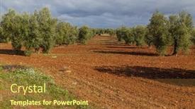  Presentation with olive trees - Slides consisting of olive-trees-in-the-fields background and a tawny brown colored foreground
