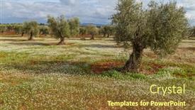  Presentation with olive trees - Presentation enhanced with olive-trees-in-the-fields background and a tawny brown colored foreground