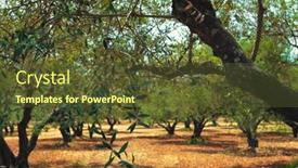  Presentation with olive grove - Slide set consisting of olive-trees-olea-europaea background and a tawny brown colored foreground
