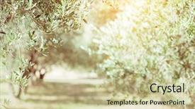  Presentation with olive tree - Slide deck featuring olive trees olive trees garden background and a soft green colored foreground