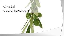  Presentation with olive - Audience pleasing theme consisting of botany plant extract - olive twig isolated on white backdrop and a white colored foreground