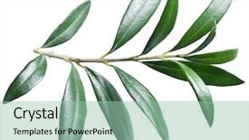  Presentation with olive - Presentation design having olive twig on a white background and a mint green colored foreground
