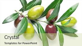  Presentation with olive - Colorful slide set enhanced with olive twig on a white backdrop and a soft green colored foreground