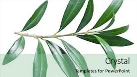  Presentation with olive green - PPT theme featuring olive twig on a white background and a seafoam green colored foreground