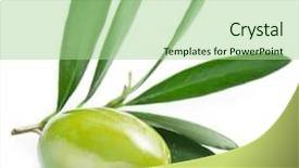  Presentation with olive green - Presentation theme with olive with leaves background and a mint green colored foreground