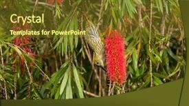  Presentation with olive tree - PPT theme enhanced with olive yellow with darker streaks background and a tawny brown colored foreground