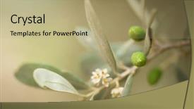  Presentation with olive - Presentation theme with olives very shallow dof background and a mint green colored foreground