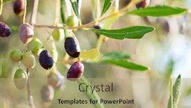  Presentation with olive branch - PPT layouts featuring olives-with-dew-drops background and a coral colored foreground