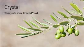  Presentation with olive tree - Beautiful slides featuring olivier - olive tree portugal backdrop and a light gray colored foreground
