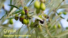  Presentation with olive tree - PPT layouts featuring olivier - olive tree background and a tawny brown colored foreground