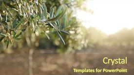  Presentation with olive trees - Slide set having olivier - olive trees garden mediterranean olive background and a violet colored foreground