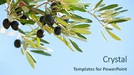  Presentation with focus - Amazing presentation design having olivier - olives on the tree backdrop and a cool aqua colored foreground
