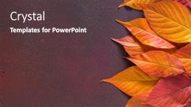  Presentation with leaves flat lay - Audience pleasing PPT layouts consisting of olorful-autumn-leaves-of-cherry backdrop and a tawny brown colored foreground