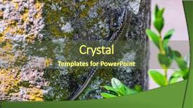  Presentation with gratitude stone - Presentation design with om - lizard om a stone close background and a tawny brown colored foreground