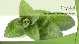  Presentation with stevia leaf - Slide deck featuring om - stevia leaves pieces isolated om background and a yellow colored foreground