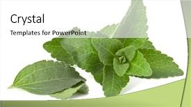  Presentation with cut - Cool new PPT layouts with om - stevia leaves pieces isolated om backdrop and a white colored foreground