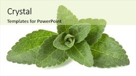  Presentation with leaves - Cool new presentation theme with om - stevia leaves pieces isolated om backdrop and a blonde colored foreground