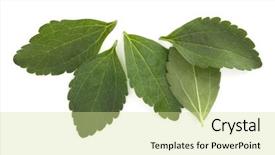  Presentation with stevia leaf - PPT layouts featuring om - stevia leaves pieces isolated om background and a soft green colored foreground