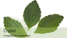  Presentation with cut - Cool new PPT layouts with om - stevia leaves pieces isolated om backdrop and a yellow colored foreground