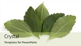  Presentation with stevia leaf - Audience pleasing presentation design consisting of om - stevia leaves pieces isolated om backdrop and a yellow colored foreground