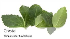  Presentation with stevia leaf - Audience pleasing presentation consisting of om - stevia leaves pieces isolated om backdrop and a white colored foreground
