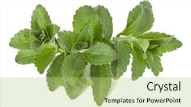  Presentation with leaves - Amazing PPT theme having om - stevia leaves pieces isolated om backdrop and a mint green colored foreground