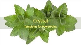  Presentation with leaves - PPT theme having om - stevia leaves pieces isolated om background and a  colored foreground