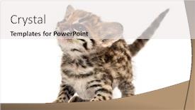  Presentation with black and white old phone - Theme with oncilla-standing-lookin-up-attentive background and a white colored foreground