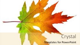  Presentation with maple leaf - PPT theme having one-autumn-maple-leaf background and a yellow colored foreground