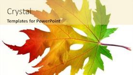  Presentation with maple leaf - Slide set enhanced with one-autumn-maple-leaf background and a yellow colored foreground