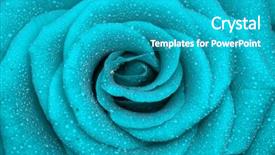  Presentation with blue rose - PPT layouts featuring roses blue - one beautiful rose close-up background background and a teal colored foreground